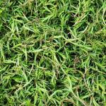 Salamura Kekik (Zeytinyağlı) 800 Gr